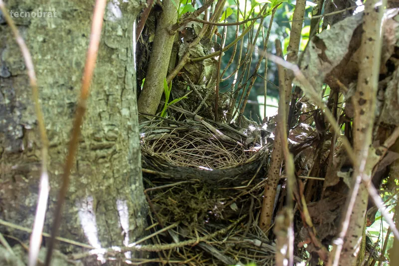 bird-nest.jpg
