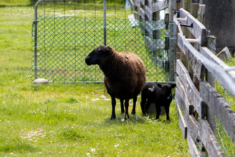 brown-sheep.jpg