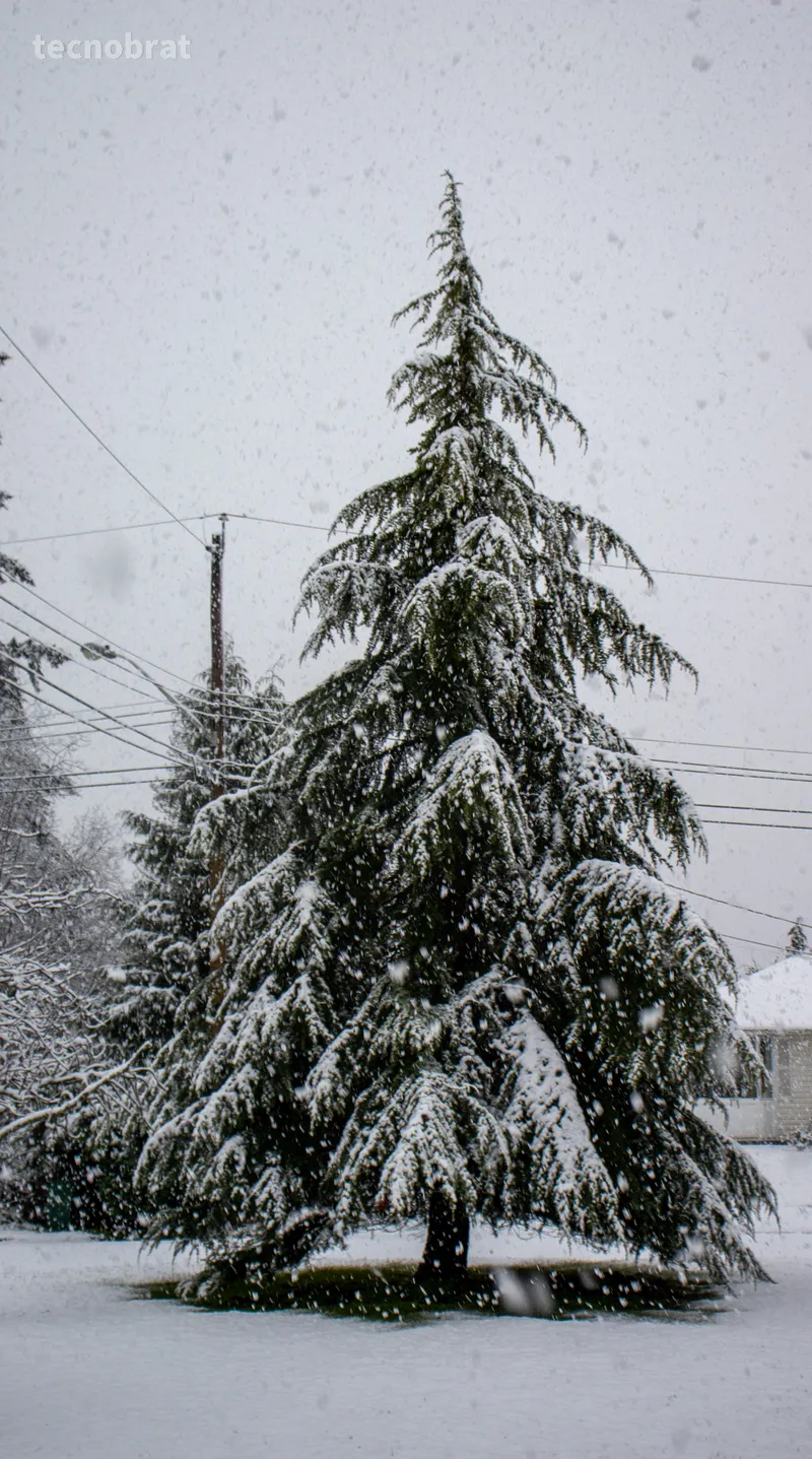 tree-snow.jpg